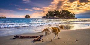 Spiagge per cani lago di Garda